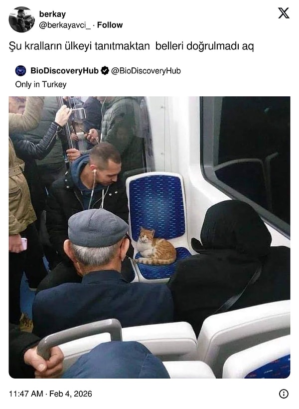 Çok kral hayvanlar...