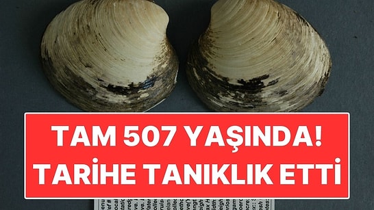 507 Yıl Yaşadı, Bulunduğu Gün Öldü: Dünyanın En Uzun Yaşayan Hayvanı