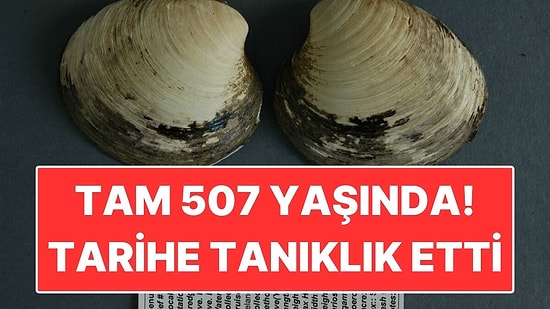 507 Yıl Yaşadı, Bulunduğu Gün Öldü: Dünyanın En Uzun Yaşayan Hayvanı