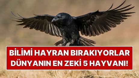Dünyanın En Zeki 5 Hayvanı! Zekaları Bilimi Bile Şaşırtıyor