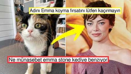 Emma Stone'a Birebir Benzeyen Yerli ve Milli Kedimiz X'te Gündem Oldu