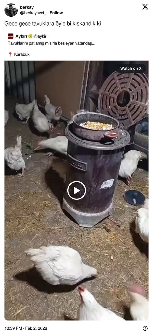 Tavukların yaşam kalitesine bakar mısınız?!