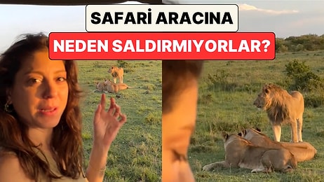 Safari'de Bir Aslan Ailesinin Yanından Geçen Kadın Neden Onlara Saldırmadıklarını Anlattı