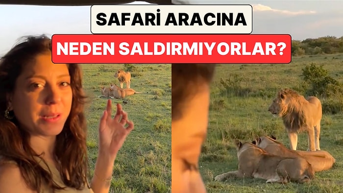 Safari'de Bir Aslan Ailesinin Yanından Geçen Kadın Neden Onlara Saldırmadıklarını Anlattı