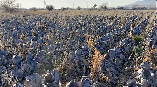 Bursa'da tüccarlar tanesini 5 liradan almak istedi.