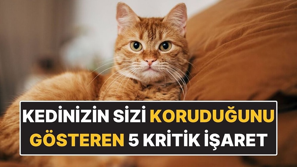 Kedinizin Sizi Koruduğunu Gösteren 5 Kritik İşaret