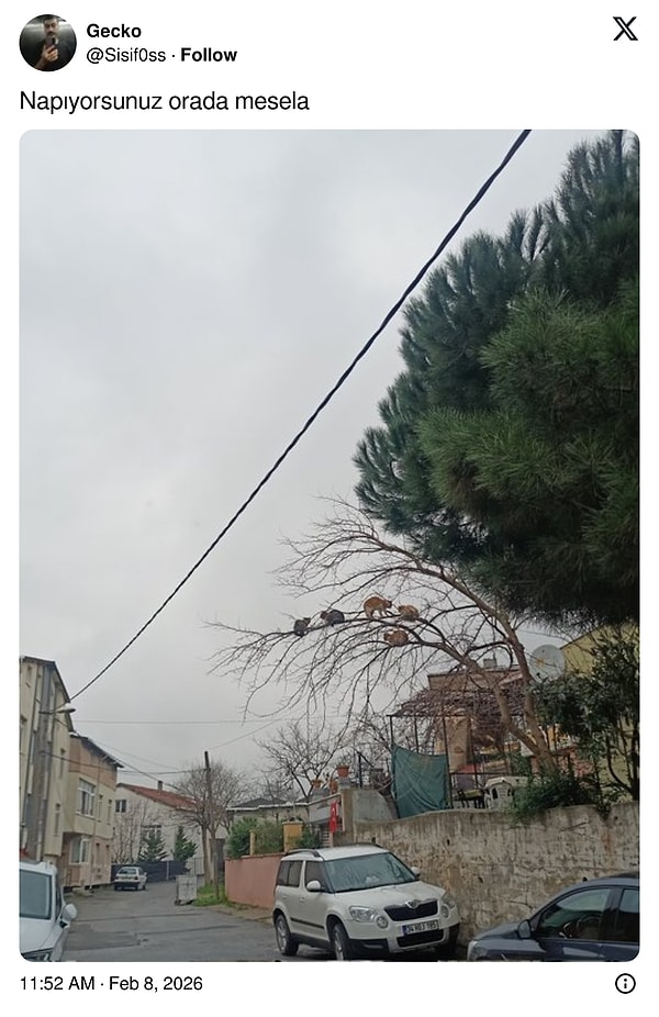 İyice şaşırdılar...