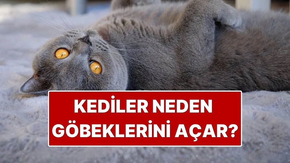 Kedilerin Göbek Açması Ne Anlama Geliyor?