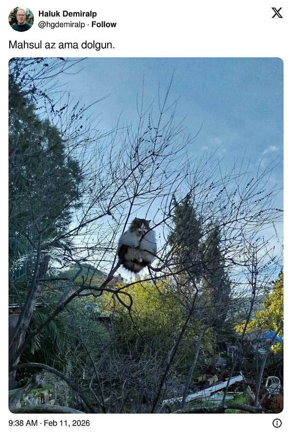 Bu kış iyi kedi yaptı.