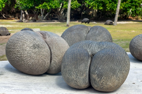 Milyonlarca yıl önce Seyşeller’in ana karadan kopması, coco de mer ağaçlarını dış dünyadan tamamen soyutladı.