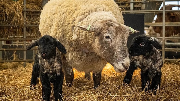 Fiona başlarda toparlansa da psikolojik olarak ciddi bir travma yaşıyordu.