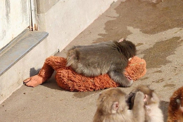 "Yalnızlık çekiyor, yeterince yemek yemiyor."