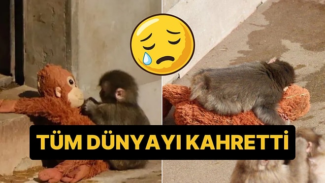 Peluş Oyuncağını Bir An Olsun Bırakmayan Punch İsimli Maymun Dünyada Viral Oldu