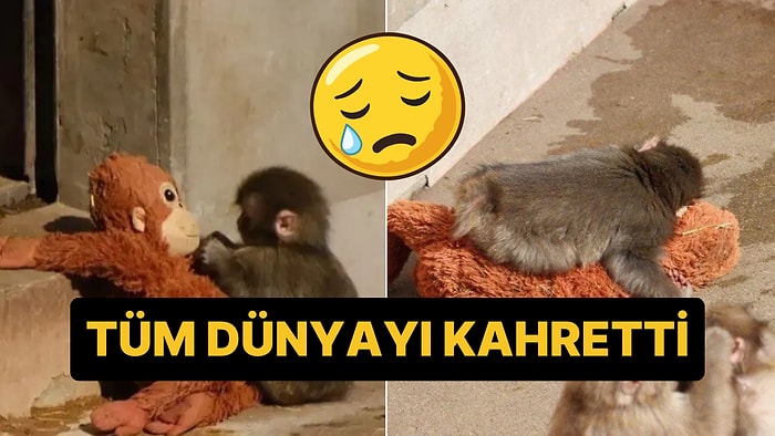 Peluş Oyuncağını Bir An Olsun Bırakmayan Punch İsimli Maymun Dünyada Viral Oldu
