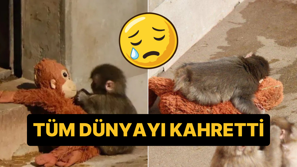 Peluş Oyuncağını Bir An Olsun Bırakmayan Punch İsimli Maymun Dünyada Viral Oldu