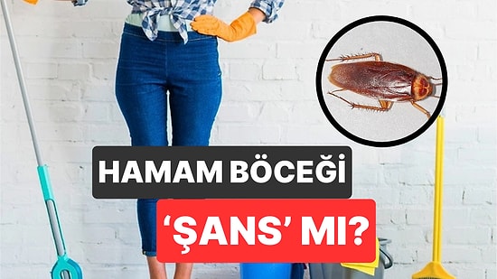Uzmanlar Ne Diyor? Evinizde Hamam Böceği Görüyorsanız 'Şanslı' Sayılabilirsiniz