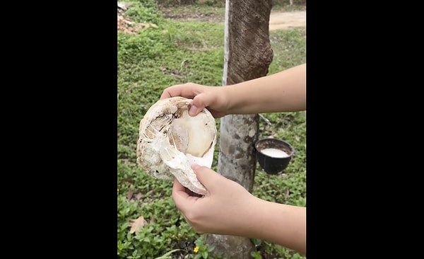 Kauçuk nedir ve nasıl elde edilir?