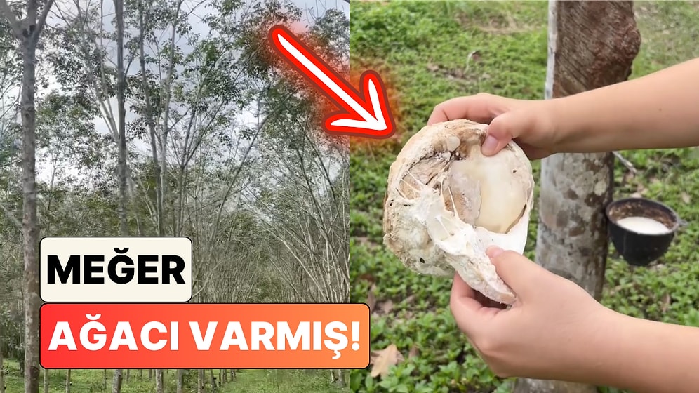 Günlük Hayatta Pek Çok Alanda Kullandığımız 'Lateks'in Nasıl Elde Edildiğini Biliyor muydunuz?