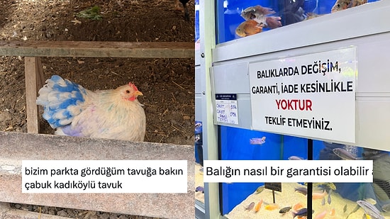 Günlük Hayatta Karşılaştıkları Manzaralardan Mizah Çıkaran X Kullanıcıları