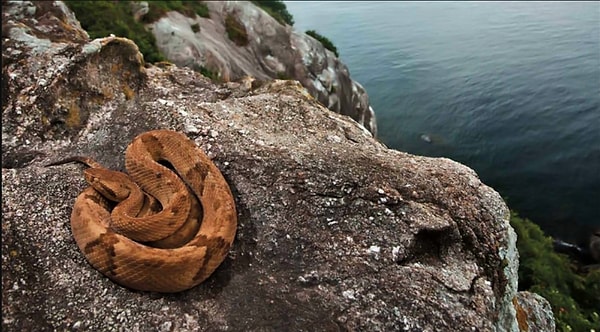 Adanın en dikkat çekici sakini altın mızrak başlı engerek olarak bilinen Bothrops insularis.