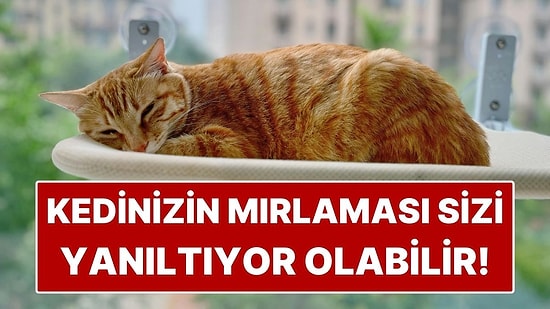 Kediniz Mırlıyorsa Mutlu Sanmayın! Uzman Liz Marden'a Göre Yanlış Bildiğimiz Gerçek