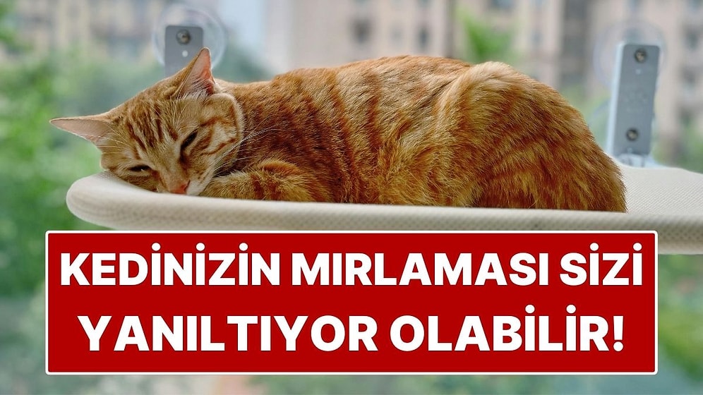 Kediniz Mırlıyorsa Mutlu Sanmayın! Uzman Liz Marden'a Göre Yanlış Bildiğimiz Gerçek