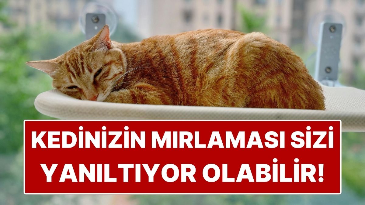 Kediniz Mırlıyorsa Mutlu Sanmayın! Uzman Liz Marden'a Göre Yanlış Bildiğimiz Gerçek