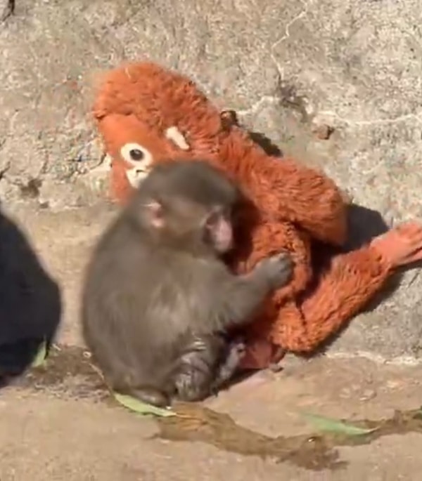 "Yalnızlık çekiyor, yeterince yemek yemiyor."