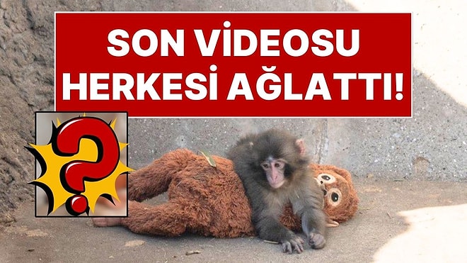 Oyuncak Peluşunu Annesi Sanan ve Tüm Dünyada Viral Olan Maymun Punch'ın Son Görüntüsü Olay Oldu