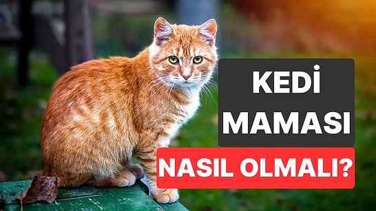 Kedilerin Beslenmesinde Yapılan Bu Basit Değişiklik Kedi Sağlığını Etkiliyor