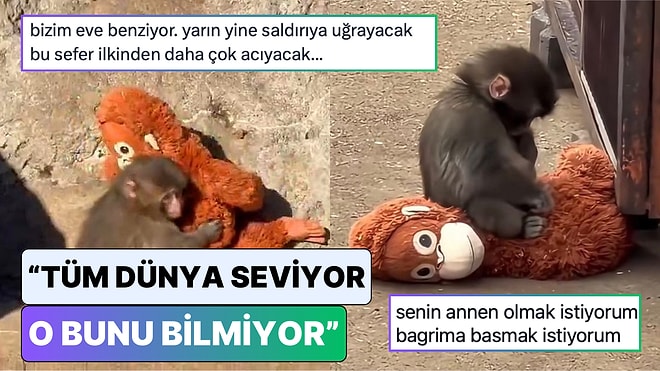Tüm Dünyanın Yüreğini Dağlayan Maymun Punch'a Olan Duygularını Dile Getiren Sosyal Medya Kullancıları