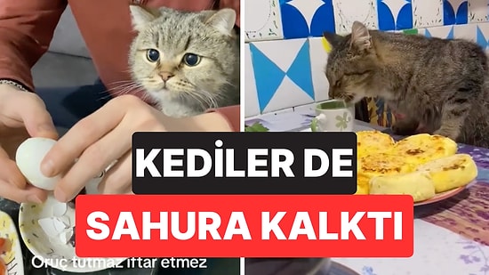 Ramazan Ayında da Yalnız Bırakmadılar: Dört Ayaklı Dostlarımız Kediler Sahipleriyle Birlikte Sahura Kalktı