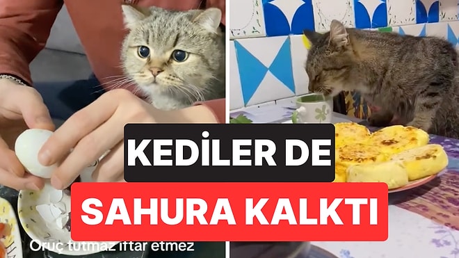 Ramazan Ayında da Yalnız Bırakmadılar: Dört Ayaklı Dostlarımız Kediler Sahipleriyle Birlikte Sahura Kalktı