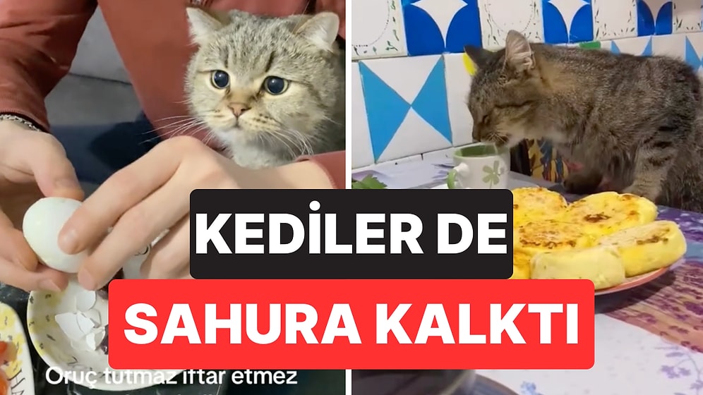 Ramazan Ayında da Yalnız Bırakmadılar: Dört Ayaklı Dostlarımız Kediler Sahipleriyle Birlikte Sahura Kalktı