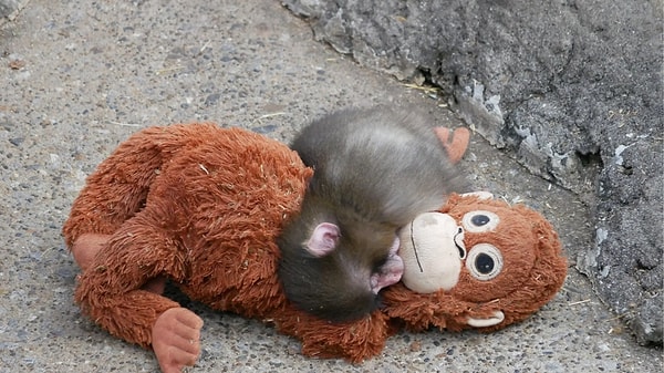 Anne reddi düşündüğümüz kadar yaygın değil ancak belirli koşullar altında görülebiliyor.
