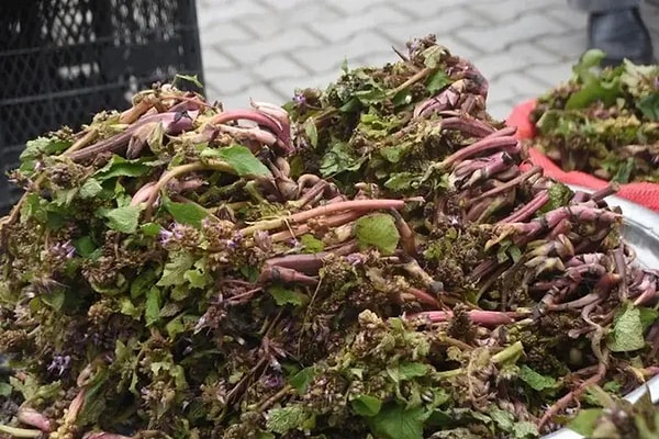 Savaşçıların cesaret kaynağı olarak biliniyor.