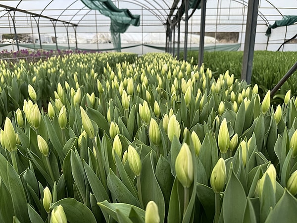 Saray bahçelerinden modern seraya süren yüzlerce yıllık yolculuk.