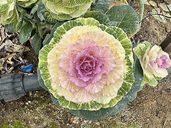 Çiçeklerle örülen bir yaşam asırlardır devam ediyor.