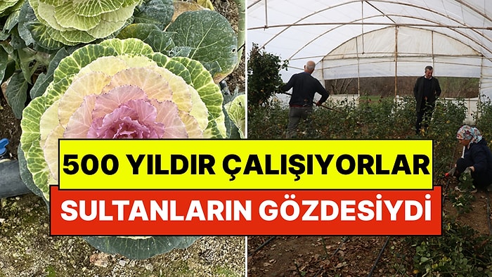 İstanbul'un Fethinden Beri Çalışıyorlar: Tüm Türkiye'nin Çiçekçisi Oldular