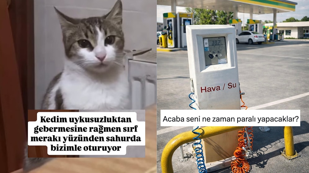 Sahura Kalkan Kediden Baykuş Baykuş Konuşanlara Son 24 Saatin Viral Tweetleri