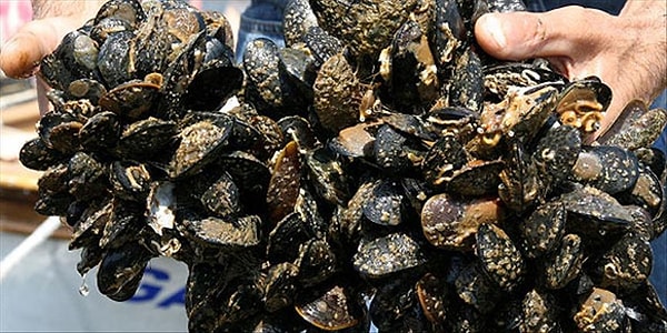 İzmir’de en çok tüketilen sokak lezzetlerinin başında midye geliyor.