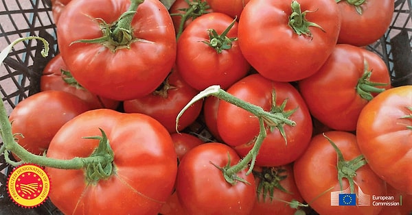 Ayaş domatesi, geçtiğimiz yıllarda AB tarafından korumalı menşe adı (PDO) statüsüne layık görülmüştü.