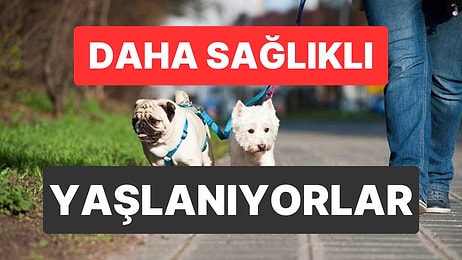 Evcil Hayvanlar Yaşlıların Fiziksel ve Ruhsal Sağlığına Katkı Sağlıyor