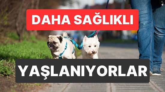 Evcil Hayvanlar Yaşlıların Fiziksel ve Ruhsal Sağlığına Katkı Sağlıyor