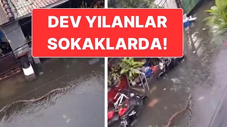 Gözde Tatil Bölgesi Bali’de Yoğun Yağışlar Sonrasında Sokaklarda Metrelik Yılanlar Dolaşmaya Başladı