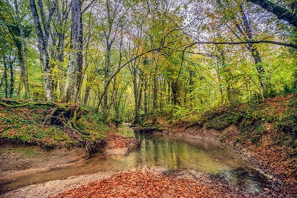3. İstanbul’dan Kaçış: İğneada Longoz Ormanları