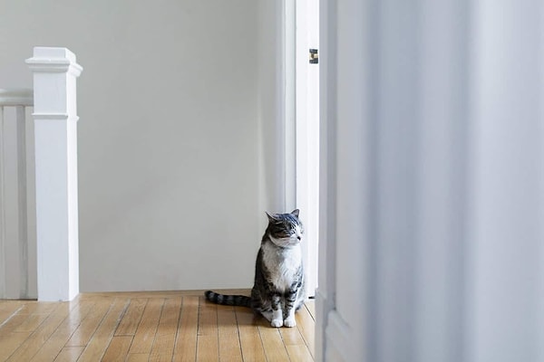 Evden çıkıldığında kediler ne hisseder? Sessizliğin ardında çoğu zaman rutin bozulması var.