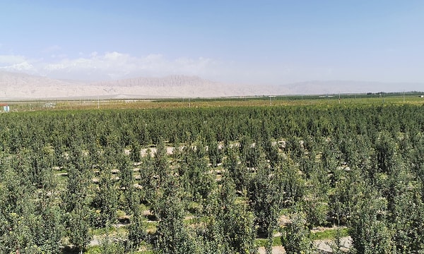 1990’lı yılların uydu görüntülerinde soluk bir leke gibi duran Taklamakan, bugün derin yeşil kuşaklarla çevrelenmiş durumda.