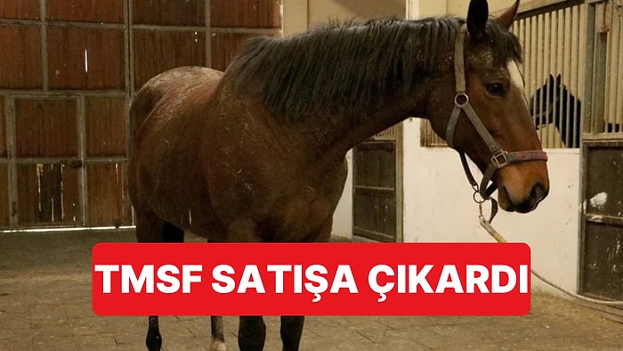 TMSF, El Konulan İngiliz Kısrağı ve Tayını Satışa Çıkardı