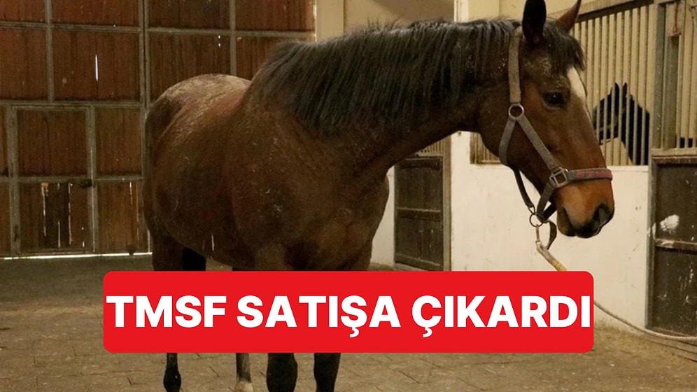 TMSF, El Konulan İngiliz Kısrağı ve Tayını Satışa Çıkardı